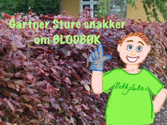 Støre gir råd om blodbøk hekk