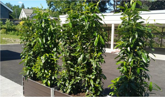 Laurbær Genolia hekkplanter klare for utplanting i åsgårdstrand