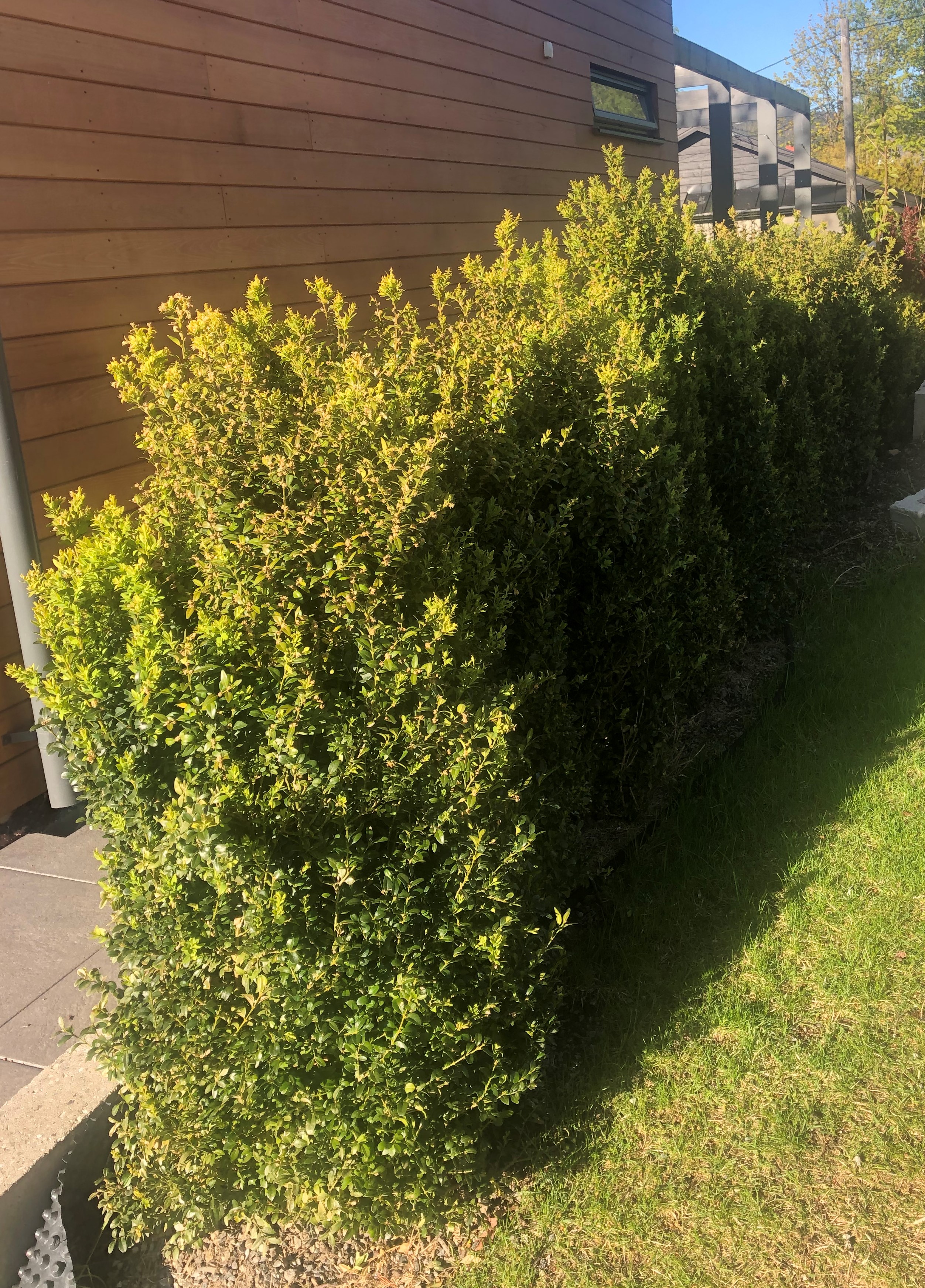 Buksbom ferdighekk plantet i Billingstad