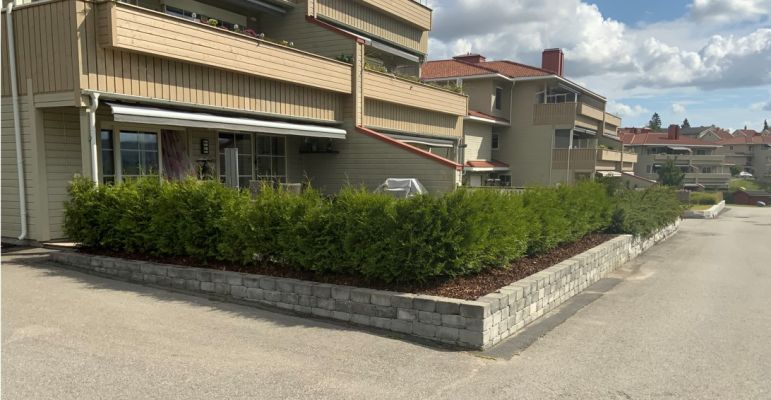 Thuja Brabant hekk plantet i Gjerdrum, tett og frodig