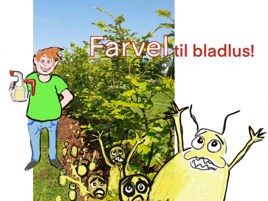 Sture gir råd om bladlus på hekkplanter