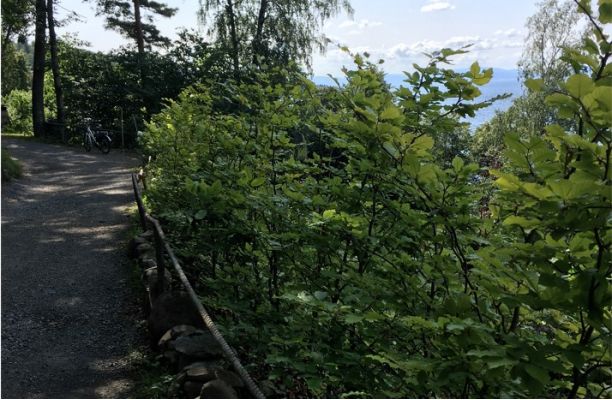 Barrotede bøkplanter klare for hekk på Nesodden