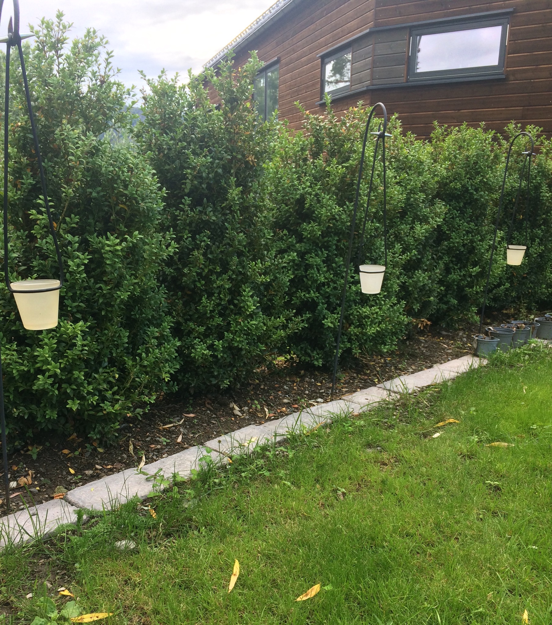 Buksbom hekk plantet i Asker