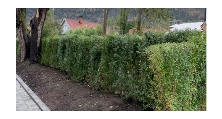 Bilde fra hageprosjekt i Solbergelva, grønn og frodig hekk