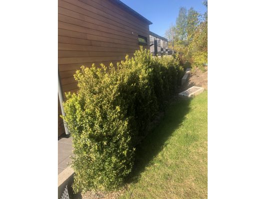 Buksbom ferdighekk plantet i Billingstad, tett og grønn