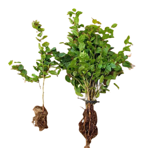 Agnbøk barrot hekkplante