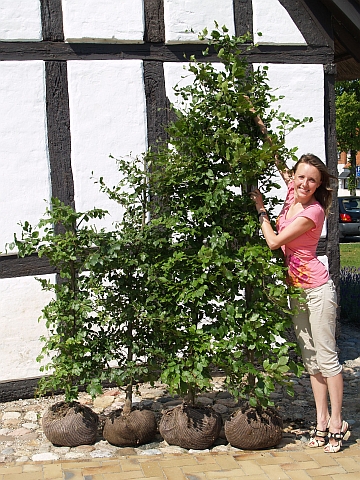 Størrelsesguide for bøk hekkplanter