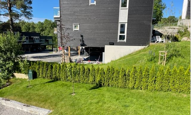 Klassisk grønn hekk, tett og frodig