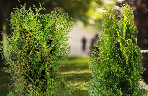 Forsidebilde med tett Thujahekk