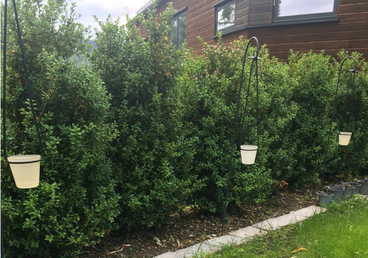 Buksbom hekk plantet i Asker