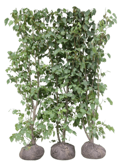 Småbladlind (Ferdighekk 125+ cm)