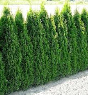 Illustrasjon av Thuja hekkplante