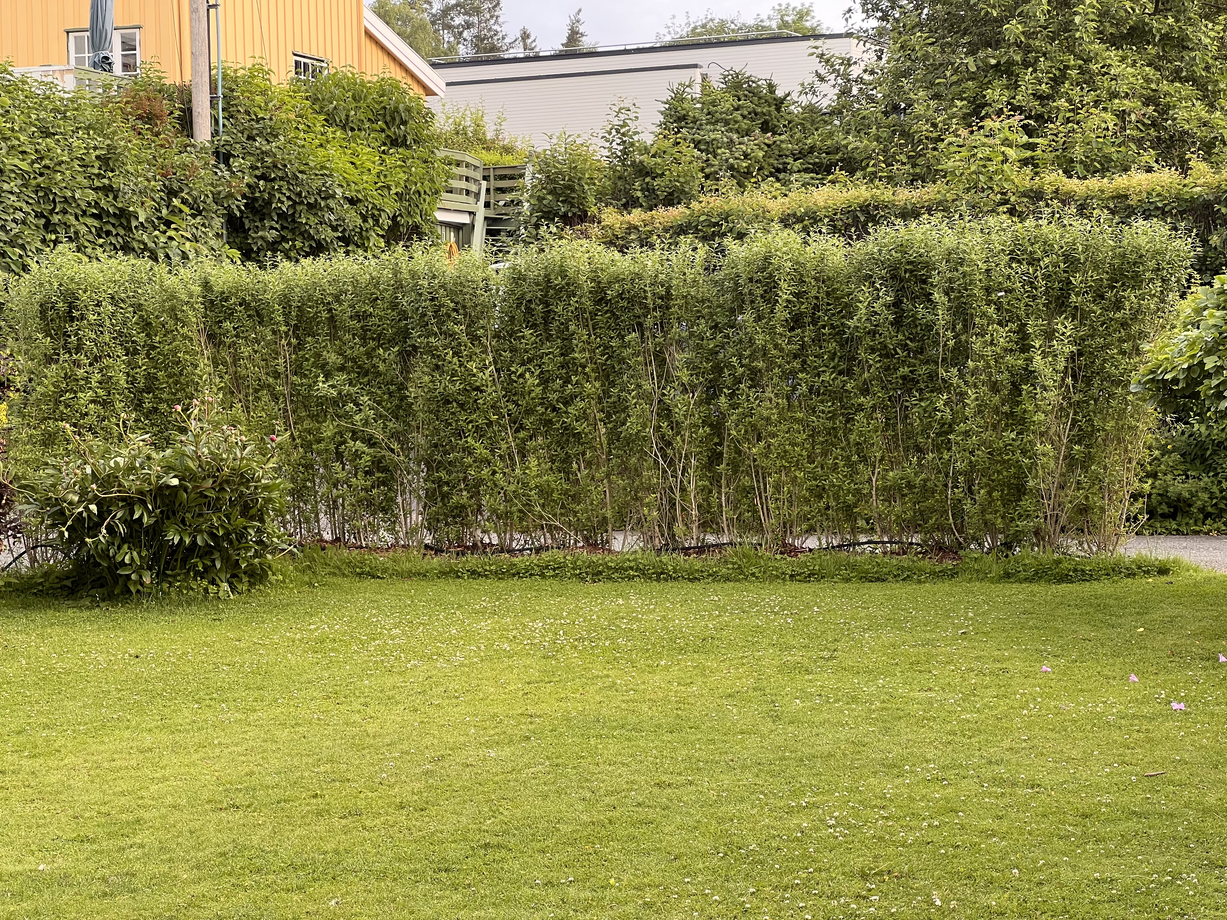 Bilde av sommerhage med hekk og blomster