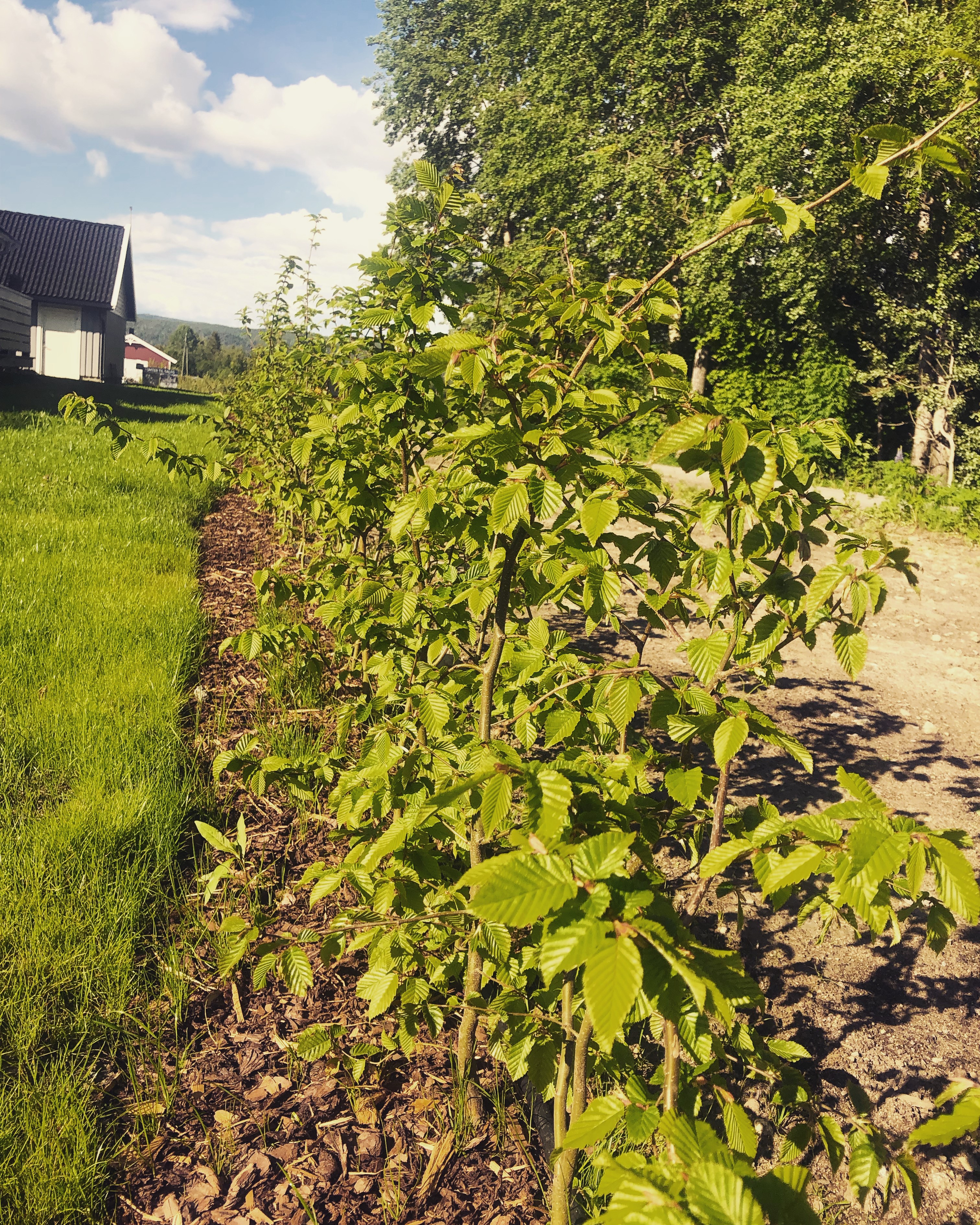 Agnbøk hekk barrot, prosjekt fra Hof