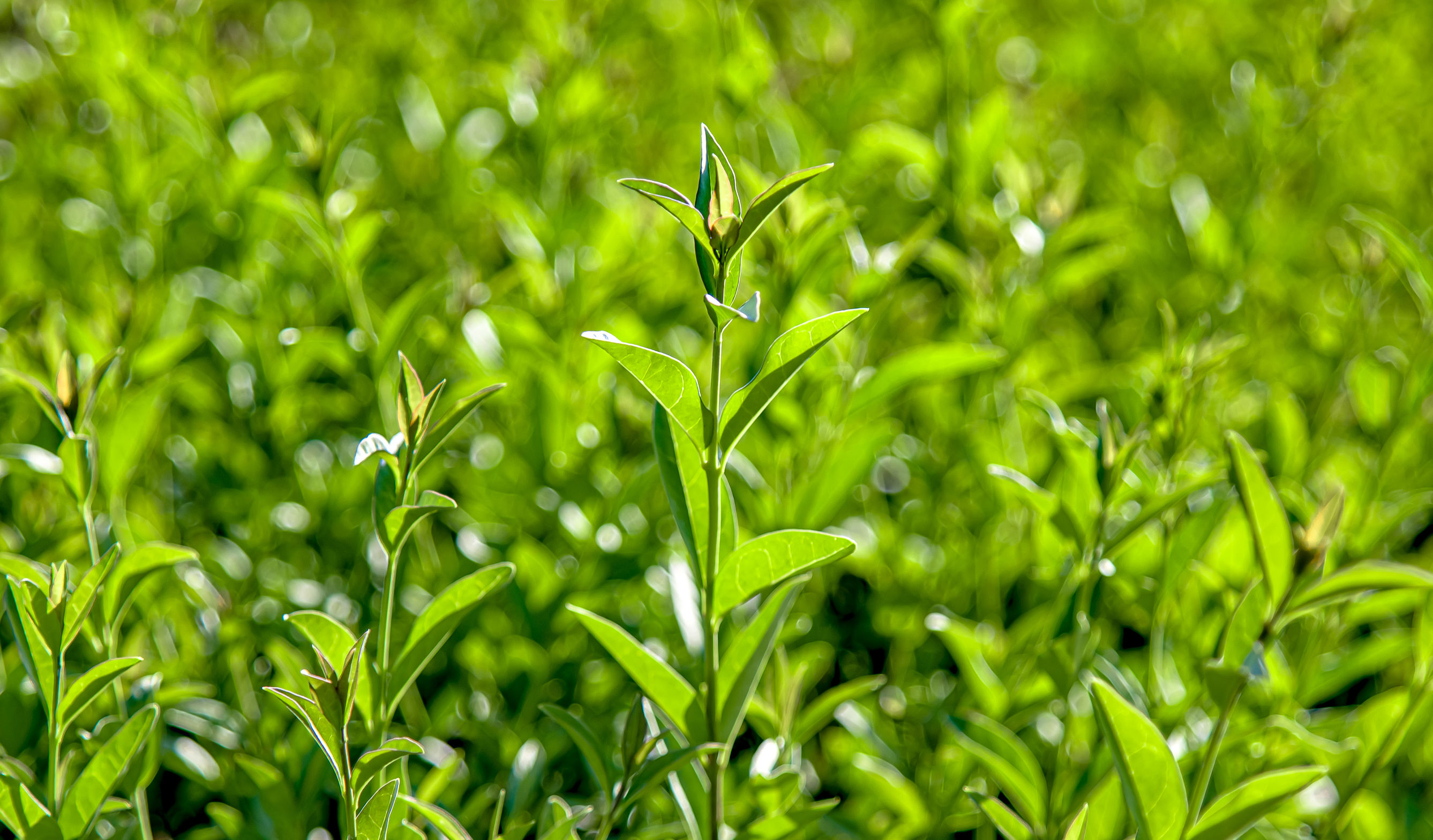 Liguster hekkplante (ligustrum123), grønn og tett