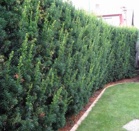 Taxus media Hicksii hekkplante, tett og grønn