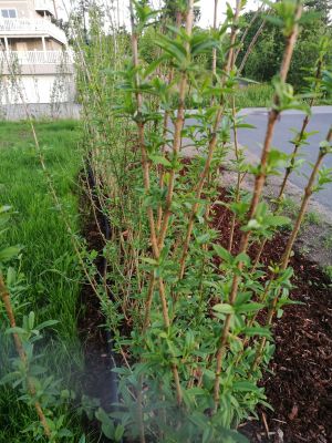 Liguster liga barrotplanter klare for hekk i Slemmestad