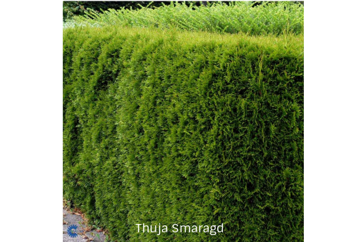 Thuja hekkplante, grønn og tett