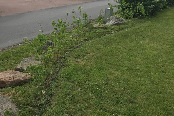 Småbladlind hekk plantet på Nøtterøy, grønn og tett