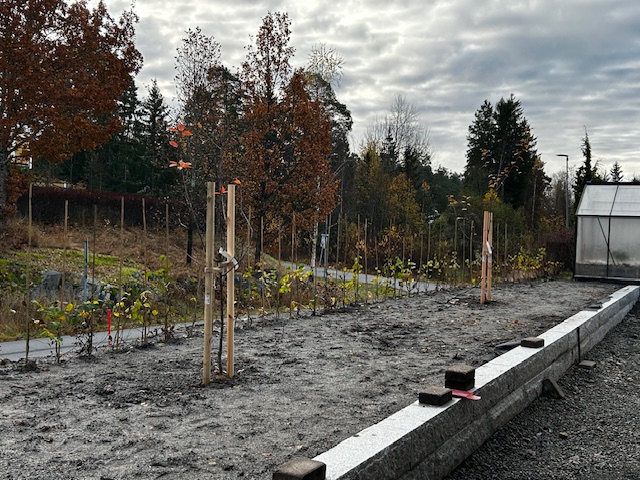 Carpinus betulus barrot Son 18988