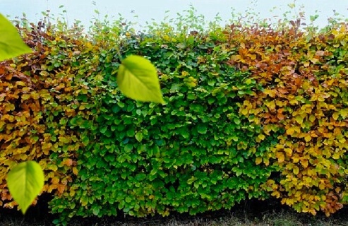 Forsidebilde med grønn bøkhekk