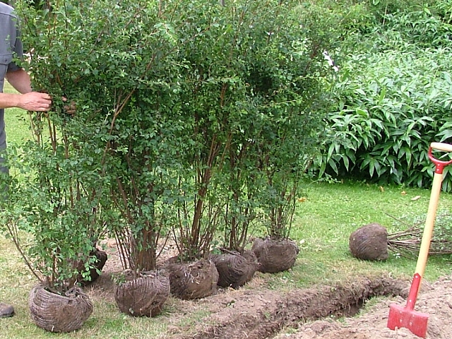 Bilde av planting av spireahekk, grønn og frodig