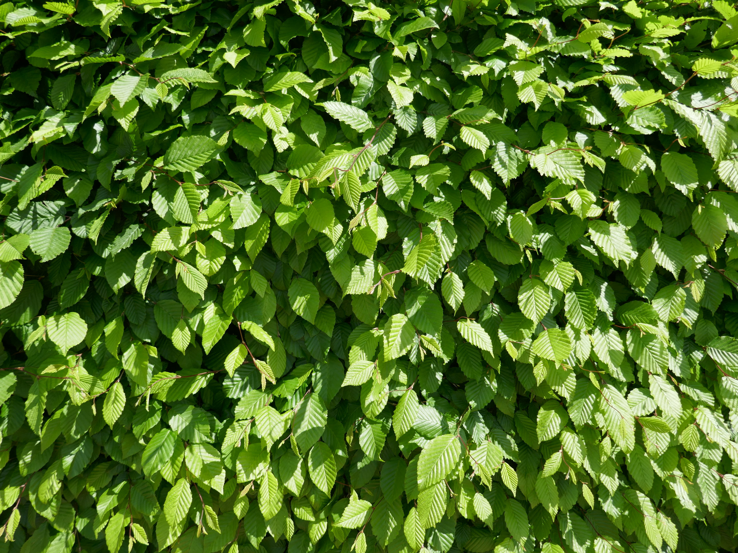 Bøk hekk, bakgrunnsbilde i høy oppløsning