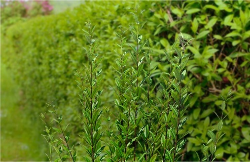 Forsidebilde med tett Ligusterhekk