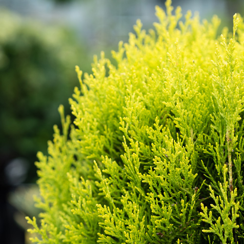 Forskjellige typer Thuja som gir tett og grønn hekk