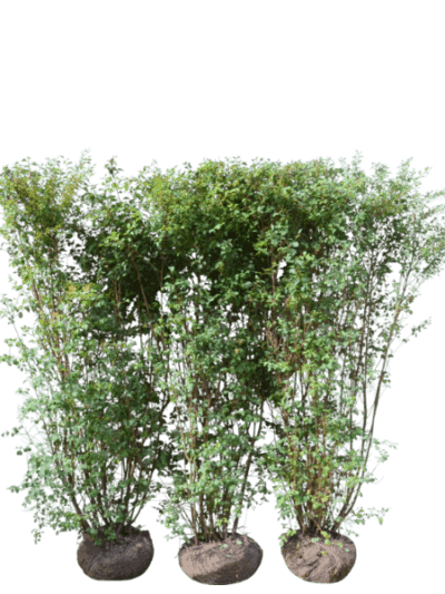 Gentspirea prima ferdighekk produktbilde