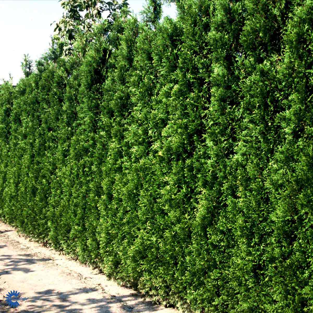 Thuja Brabant hekkplante, grønn og tett