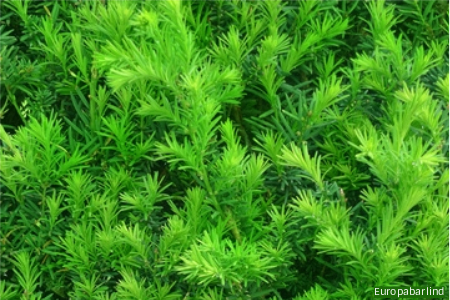 Europabarlind hekkplante