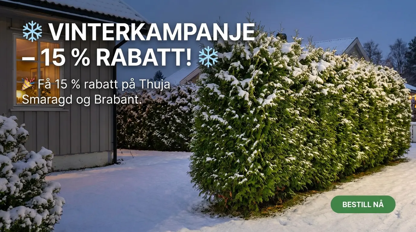 Tilbud Thuja Smaragd og Brabant