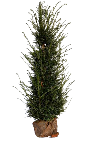 Taxus media Hicksii ferdighekk, uten bakgrunn