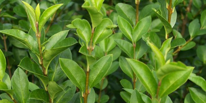 Vinterliguster hekk vinterbilde