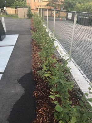 Agnbøk hekkplante i potte, klar for utplanting i Oslo