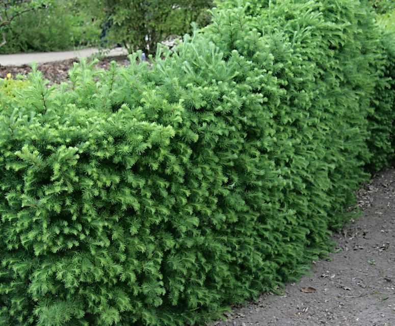 Japanlerk (50 - 80 cm)