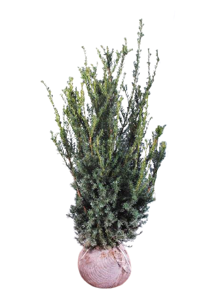 Taxus hillii hekk, rotklump uten bakgrunn