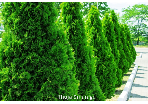 Thuja hekkplante, grønn og tett