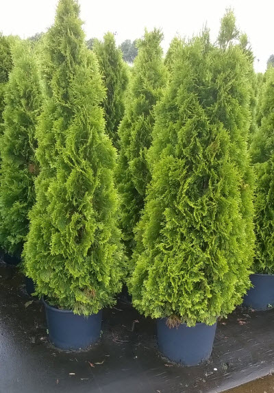 Thuja Smaragd hekkplante, tett og frisk