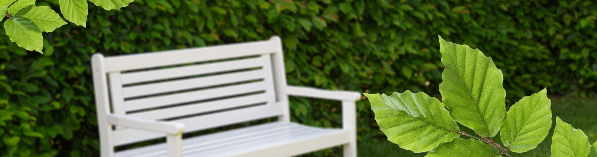 Bøk hekk med tett løvverk, gir klassisk uttrykk i hagen