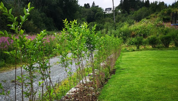 Vinterliguster barrotplanter klare for utplanting i Frekhaug