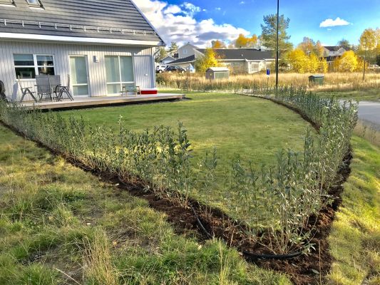 Liguster Liga hekk plantet i Hølen, tett og robust