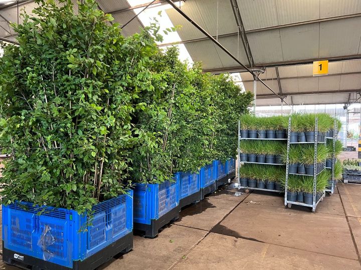 Markedshallen, leverandør av hekkplanter