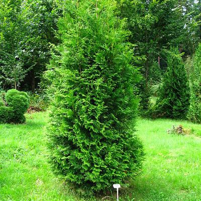 Bilde av Thuja Brabant plante, grønn og tett