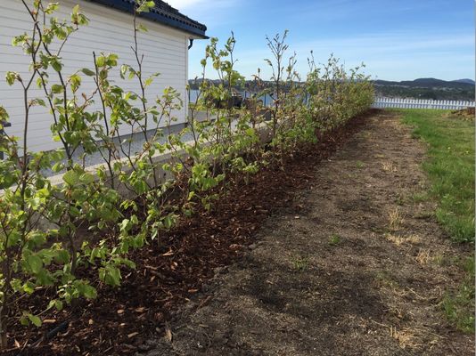 Bilde fra hageprosjekt på Askøy, grønn og tett hekk