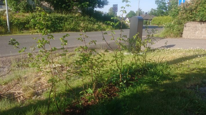 Agnbøk barrotplanter klare for hekk i Melsomvik