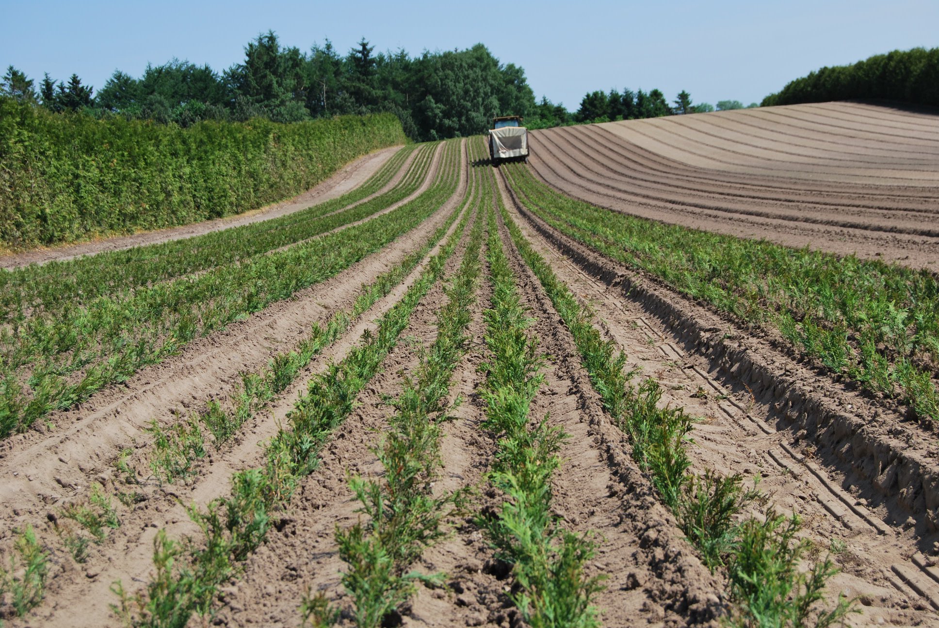 Barrotsplanter på rad, klar for utplanting