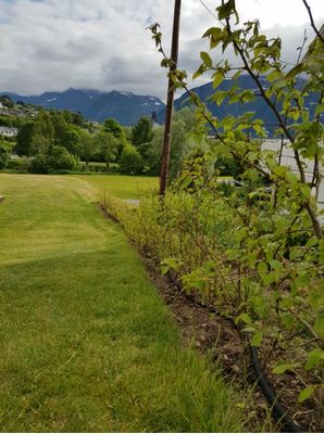 Bilde fra hageprosjekt i Sykkylven, grønn hekk