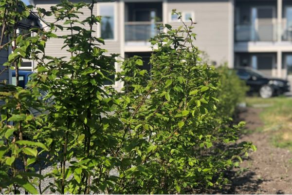 Agnbøk barrotplanter klare for hekk i Tyristrand